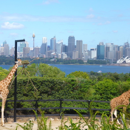 A Sydney, ce sont les girafes du zoo qui ont la plus belle vue sur la ville... J'espère qu'elles en profitent !